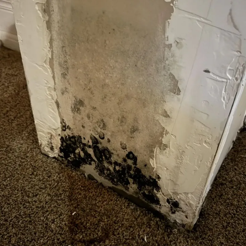Professional Mold Removal in Melbourne, AR